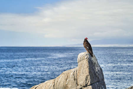 turkey vulture, Cathartes aura, also turkey buzzard, sitting on the rocks of the pacific coast in peru, south america and heating up in the morning sunの写真素材