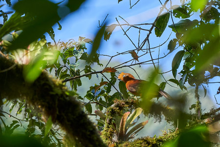 female Andean cock of the rock, Rupicola peruvianus, also tunki, is a large passerine bird of the cotinga family native to Andean cloud forests in South America, is the national bird of Peruの写真素材