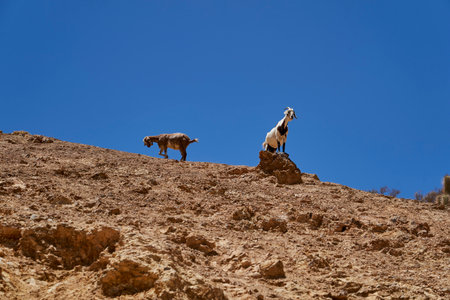 funny domestic goat, Capra aegagrus hircus, standing high on a hill in the mountains of the atacama desert in Chile, South Americaの写真素材