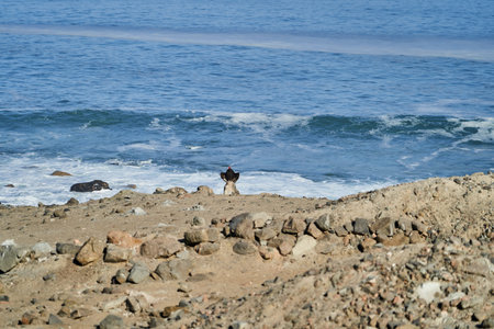 turkey vulture, Cathartes aura, also turkey buzzard, sitting on the rocks of the pacific coast in peru, south america and heating up in the morning sunの写真素材