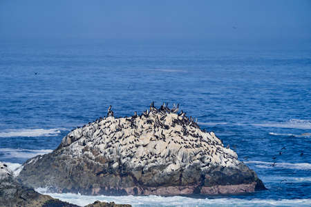 Bird colony in Paracas national park at the Pacific Ocean coast line of Peru. Peruvian pelican, Pelecanus thagus and Guanay cormorant or Guanay shag, Leucocarbo bougainvillii, on guano covered rocksの写真素材