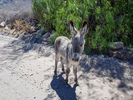 cute little baby donkey foal standing on a gravel road in Peru, South America
