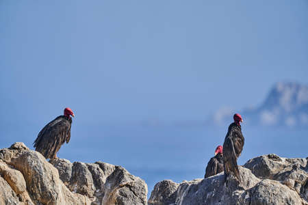 turkey vulture, Cathartes aura, also turkey buzzard, sitting on the rocks of the pacific coast in peru, south america and heating up in the morning sunの写真素材