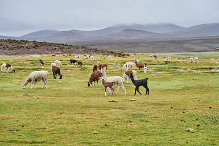 Herd of Alpaca lying in the gras of the highlands in andes in Chile, South Americaの写真素材