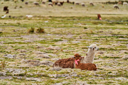 Herd of Alpaca lying in the gras of the highlands in andes in Chile, South Americaの写真素材