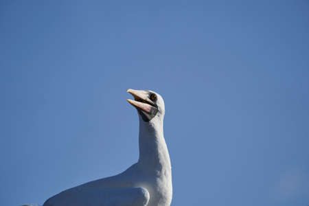 Nazca booby, Sula granti, is a large white seabird, with black face mask, living on Galapagos Islands in the pacific ocean, formerly known as masked booby. Ecuador, South Americaの写真素材