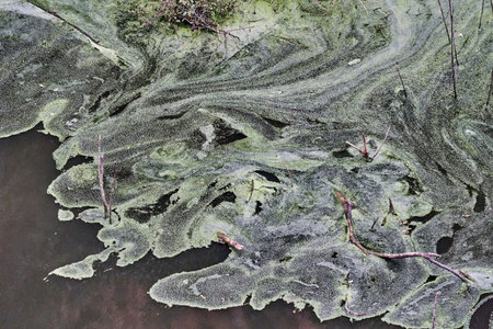 Little hidden pond with green water and vegetation on its swampy surface at the bottom of the Buraco...