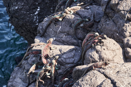 marine iguana, Amblyrhynchus cristatus, also sea, saltwater, or GalÃ¡pagos marine iguana sitting...