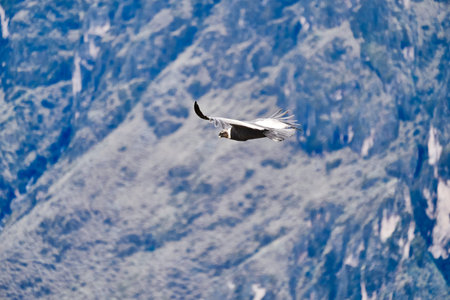 Andean condor, Vultur gryphus, soaring over the Colca Canyon in the Andes of Peru close to Arequipa. Andean condor is the largest flying bird in the world, combined measurement of weight and wingspanの写真素材
