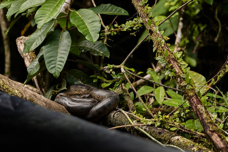 The green anaconda, Eunectes murinus, also giant or common anaconda, common water boa, is found in...