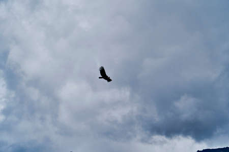 Andean condor, Vultur gryphus, soaring over the Colca Canyon in the Andes of Peru close to Arequipa. Andean condor is the largest flying bird in the world, combined measurement of weight and wingspanの写真素材
