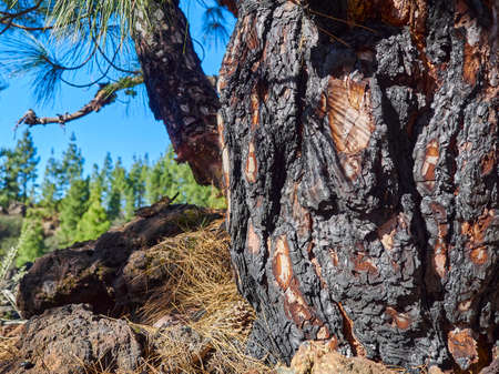close up of details of burnt tree bark after a forest fire on the canary island of tenerife along a hiking at volcano el teide.の写真素材