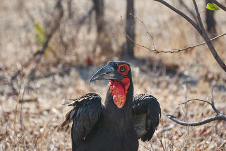 The southern ground horn bill, Bucorvus leadbeateri or Bucorvus cafer is the largest horn bill worldwide to be found from Kenya to South Africaの写真素材