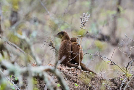 dwarf mongoose, Helogale parvula, species native to Angola, northern Namibia, KwaZulu Natal in South Africa, Zambia and East Africaの写真素材