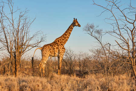 Tall giraffe standing in the bush, South Africaの写真素材