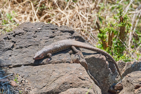 giant plated lizard, Gerrhosaurus validus, can be found in southern Africa