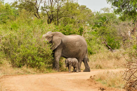 Baby african elephant, Loxodonta, with its mother standing in the african bushの写真素材