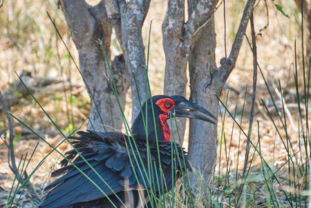 The southern ground horn bill, Bucorvus leadbeateri or Bucorvus cafer is the largest horn bill worldwide to be found from Kenya to South Africaの写真素材