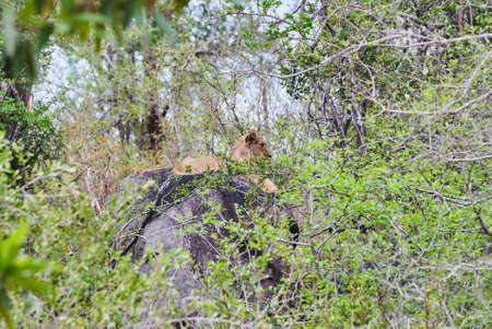 African Lion cubs playing on a tree trunk in a river bedの写真素材