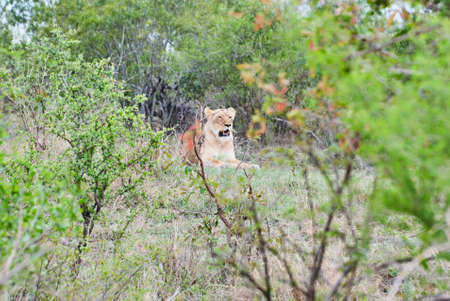 African Lion in its natural habitat in the bushの写真素材