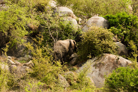african elephant, Loxodonta, standing in the african bushの写真素材
