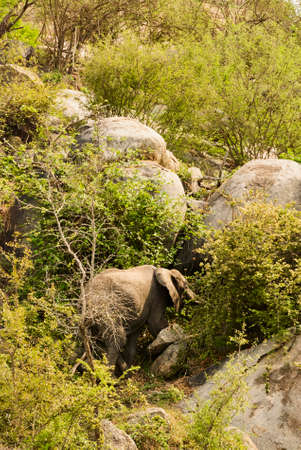 african elephant, Loxodonta, standing in the african bushの写真素材