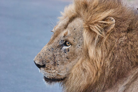 African Lion in its natural habitat in the bushの写真素材