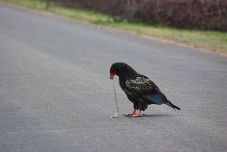 bateleur eagle, Terathopius ecaudatus, sitting on the road and feeding on a dead snake.の写真素材