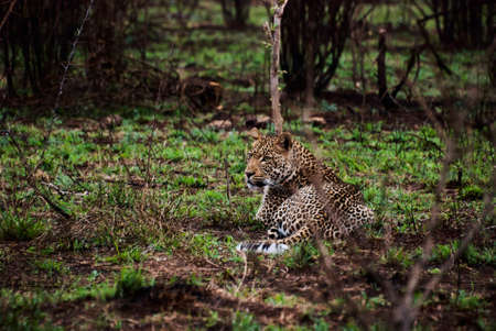 Large male Leopard lying in the african bushの写真素材