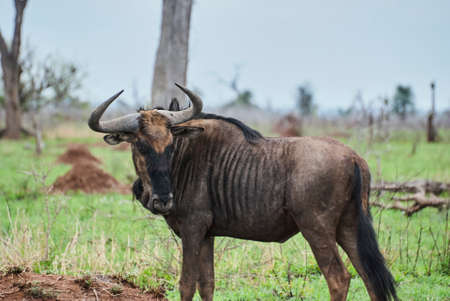 Blue wildebeest, Connochaetes taurinus, also common wildebeest, or white bearded gnu, standing in the landscape of the african bushの写真素材