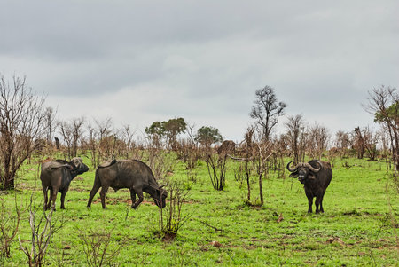 Herd of african cape buffalo standing in the bushの写真素材