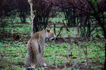 Large male leopard, Panthera pardus, lying on the ground in the african landscapeの写真素材