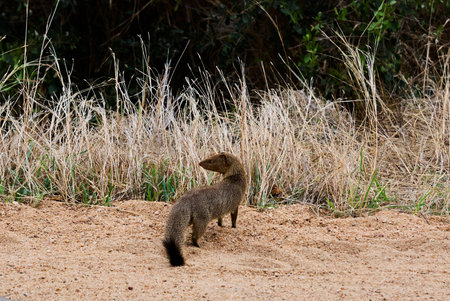A common slender mongoose Herpestes sanguineus, also black tipped mongoose or the black tailed mongoose in african environmentの写真素材