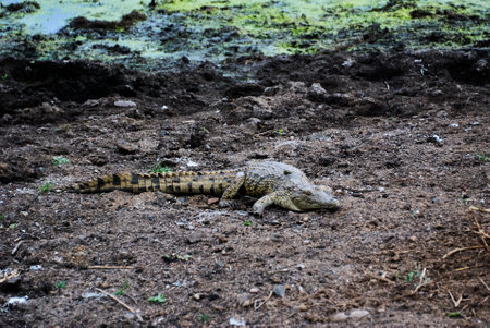 Large Crocodile, Crocodylidae, also true crocodiles is a large semiaquatic reptiles, lying on a river bank in Africaの写真素材