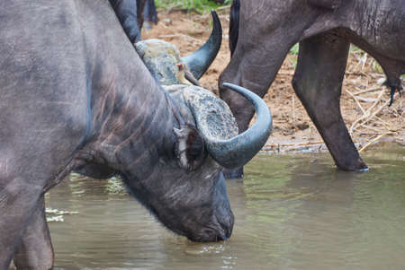 Herd of african cape buffalo standing in the bushの写真素材