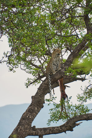 leopard, Panthera pardus, a big predator and african wild cat sitting high in a tree with a dead Impala as its preyの写真素材