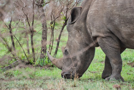 white rhinoceros or square lipped rhinoceros, Ceratotherium simum, grazing in the dense african bushの写真素材