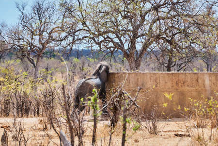 African elephant, Loxodonta, drinking from big concrete water basin in a hot and arid area in southern Africaの写真素材