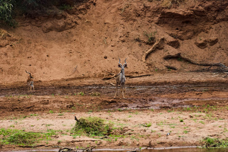 The greater kudu, Tragelaphus strepsiceros, is a large woodland antelope found throughout eastern and southern Africa. Large bull with big cork screw hornsの写真素材