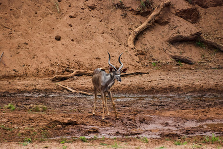 The greater kudu, Tragelaphus strepsiceros, is a large woodland antelope found throughout eastern and southern Africa. Large bull with big cork screw hornsの写真素材