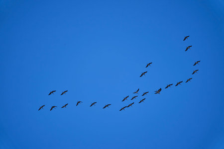 common cranes, grus grus, migrating south in typical V formation after summer high against the blue...