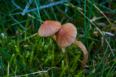 close up of a small brown mushroom growing in the grass in a garden