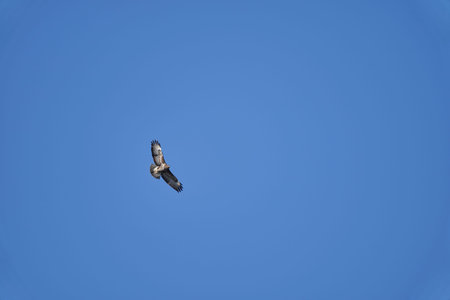 Buteo or Buzzard, fairly large raptors with a robust body and broad wings, soaring high in the blue...