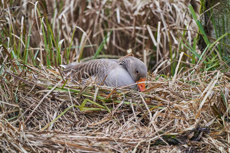 Wild Goose is a large migratory waterfowl, sitting on a nest hidden in the reed and hatching some eggsの写真素材