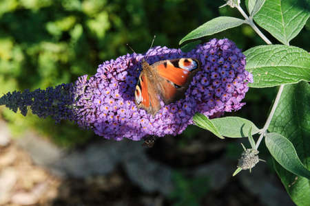 Aglais io, the European peacock, commonly known peacock butterfly, feeding on summer lilac, butterfly bush or Buddleja davidii on a sunny day.の写真素材