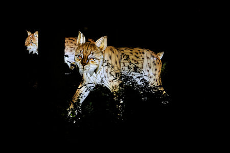 Osabrueck, Germany - 09 19 2020: Illuminated Sculpture at zoo lights Osnabrueck showing a european lynxのeditorial素材