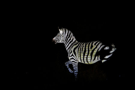Osabrueck, Germany - 09 19 2020: Illuminated Sculpture at zoo lights Osnabrueck showing a Zebraのeditorial素材