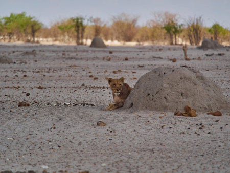 Lonely female lioness in the plains of Etosha National Park Namibiaの写真素材