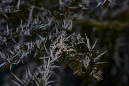 Hoar frost, also hoarfrost, radiation frost, or pruina, are white ice crystals deposited on the ground or loosely attached to exposed objects, such as wires or leavesの写真素材