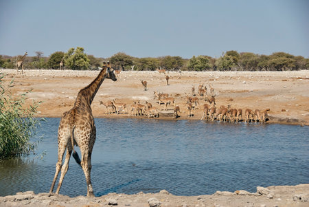 Giraffe drinking at a water hole in Etosha National Park Namibiaの写真素材